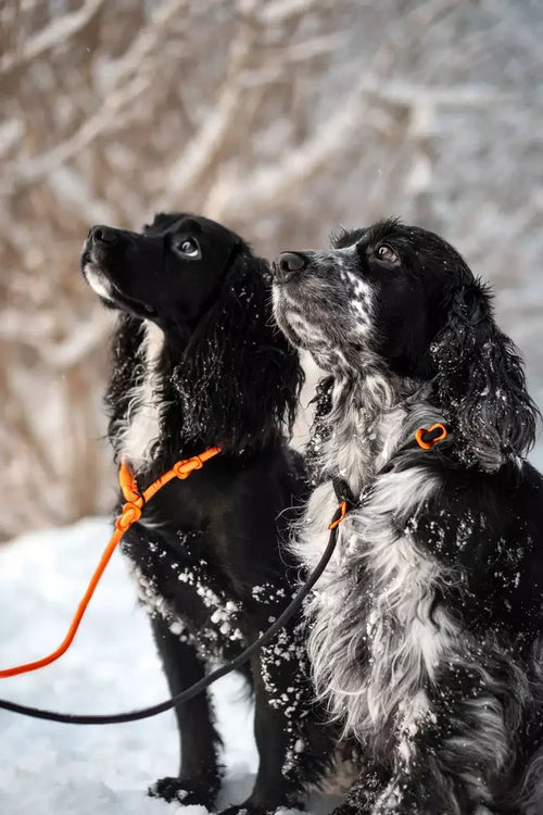 Non-stop Dogwear Retriever Leash - 1.6M (5.2 ft) Reflective Dog Leash - Dog.Dog.Cat.