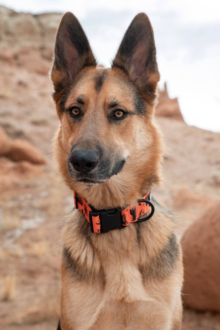 Orange Agave Dog Collar - Dog.Dog.Cat.