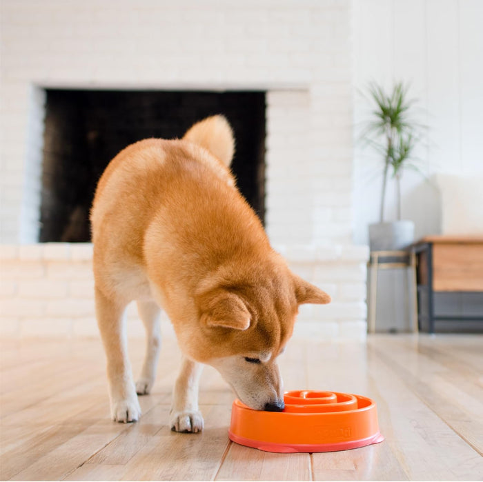 Outward Hound Fun Feeder Slow Bowl – Durable Interactive Pet Feeding Toy for Dogs - Dog.Dog.Cat.