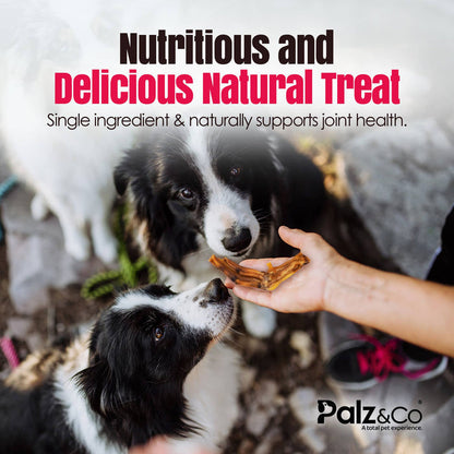Palz&Co - Birddog Duck Feet (no nails) - Pack of 10 & 35 - Dog.Dog.Cat.