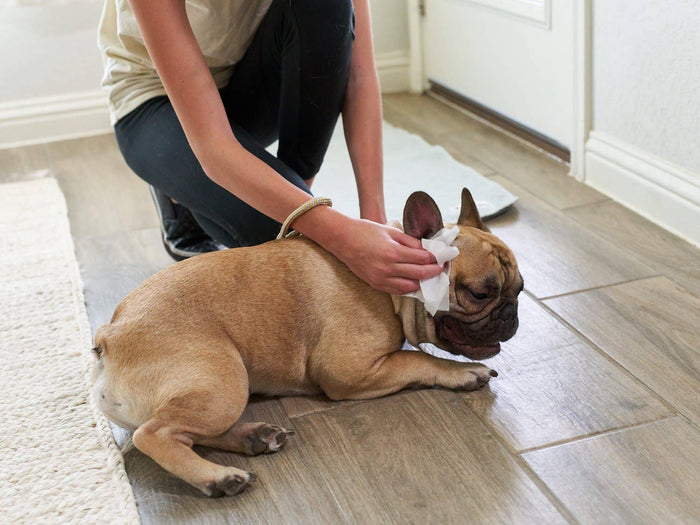 Pet Parents® - Pet WiPees™ Ear Wipes for Dogs & Cats, 100ct - Dog.Dog.Cat.