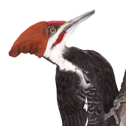 Pileated Woodpecker with Slouch Beanie