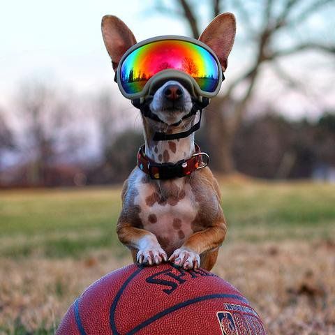 Premium Dog Goggles - UV Protection Eye Wear for Active Dogs - Dog.Dog.Cat.