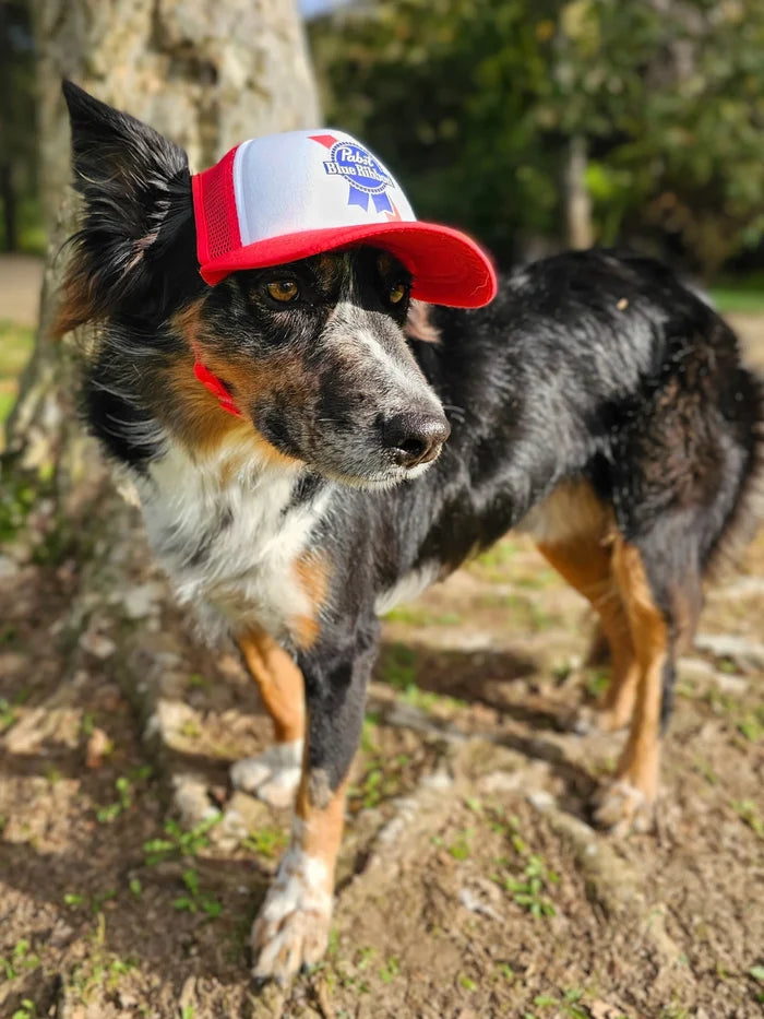 PupLid - Pabst Blue Ribbon l PBR l Trucker Hat for Dogs - Dog.Dog.Cat.