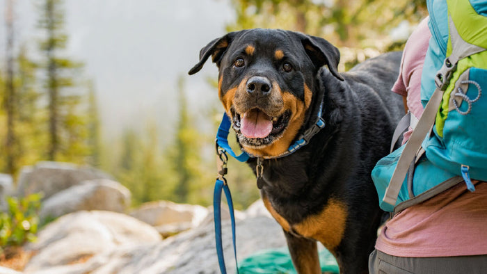 Ruffwear Web Reaction Martingale Dog Collar - Limited-Slip Training Collar - Dog.Dog.Cat.