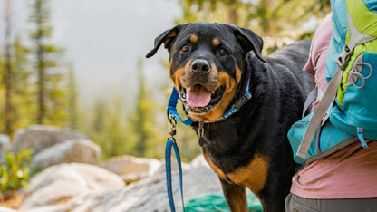 Ruffwear Web Reaction Martingale Dog Collar - Limited-Slip Training Collar - Dog.Dog.Cat.