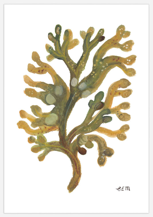 Seaweed Study Print