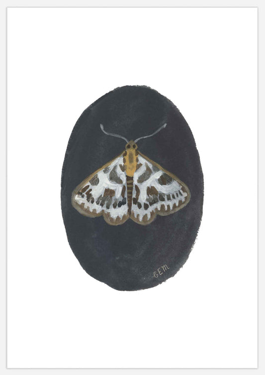 Small Magpie Moth Print