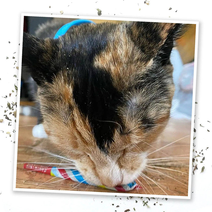 SmarterPaw | Meowijuana & Doggijuana - Meowijuana® Birthjays™ Party Size Catnip Rollies - Dog.Dog.Cat.