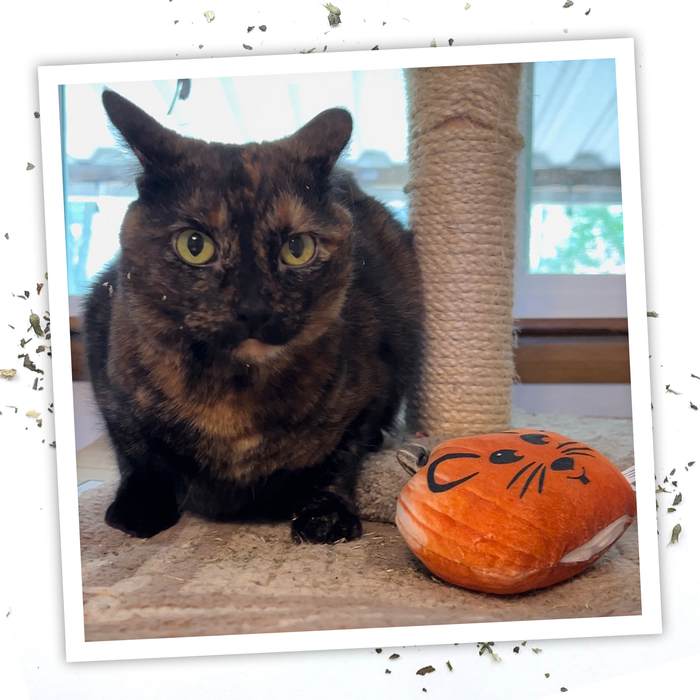 SmarterPaw | Meowijuana & Doggijuana - Meowijuana® Get Spooked Pumpkin Refillable Catnip Cat Toy - Dog.Dog.Cat.