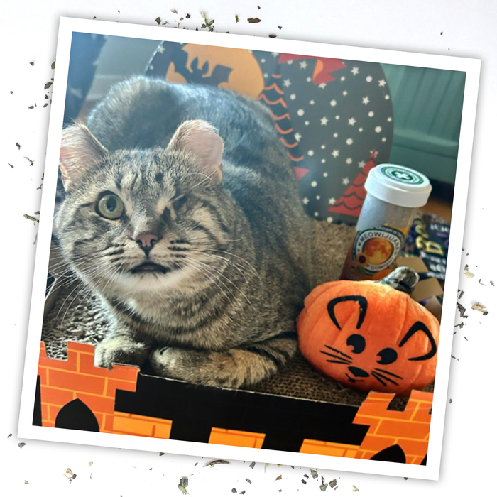 SmarterPaw | Meowijuana & Doggijuana - Meowijuana® Get Spooked Pumpkin Refillable Catnip Cat Toy - Dog.Dog.Cat.