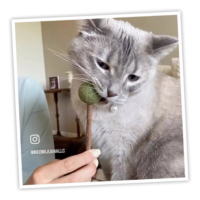 SmarterPaw | Meowijuana & Doggijuana - Meowijuana® Lollies - Silvervine Sticks With Catnip - Dog.Dog.Cat.