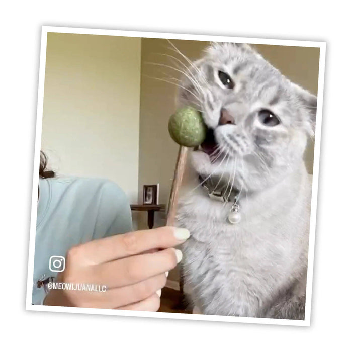 SmarterPaw | Meowijuana & Doggijuana - Meowijuana® Lollies - Silvervine Sticks With Catnip - Dog.Dog.Cat.