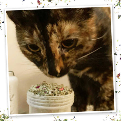 SmarterPaw | Meowijuana & Doggijuana - Meowijuana® Winter Lift - Catnip Blend - Dog.Dog.Cat.
