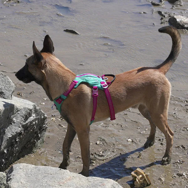 Winhyepet Dog Harness Escape Proof with Zippered Pocket - YH1811 - Dog.Dog.Cat.